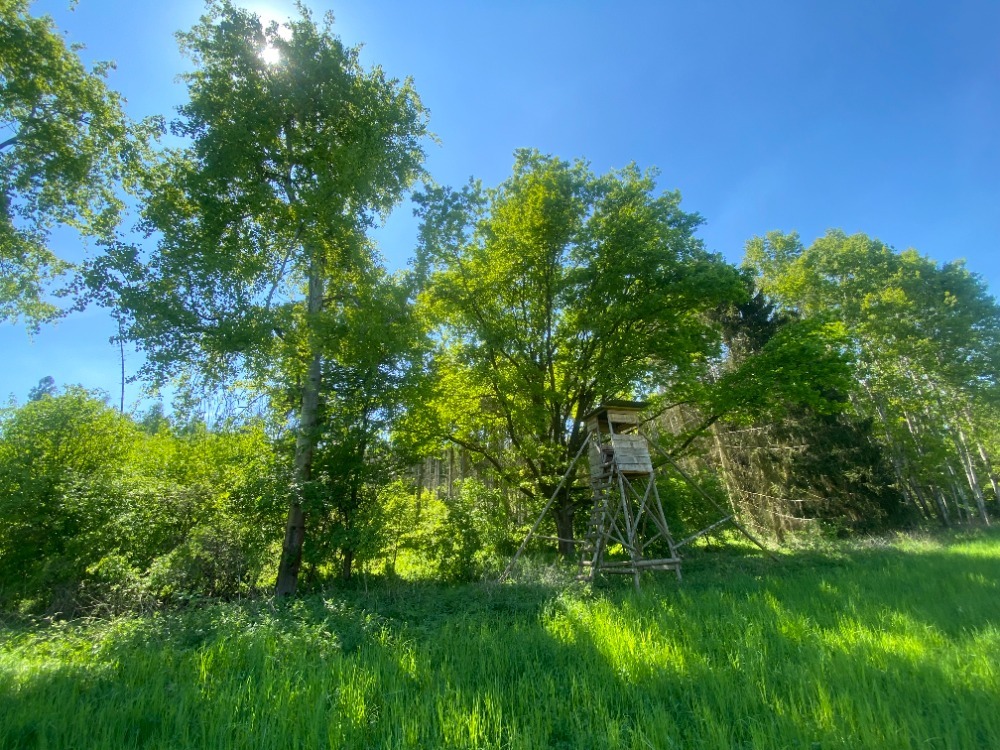 Lesní pozemky 22.535 m2, katastrální území Brandlín, Lázy, Sušno 